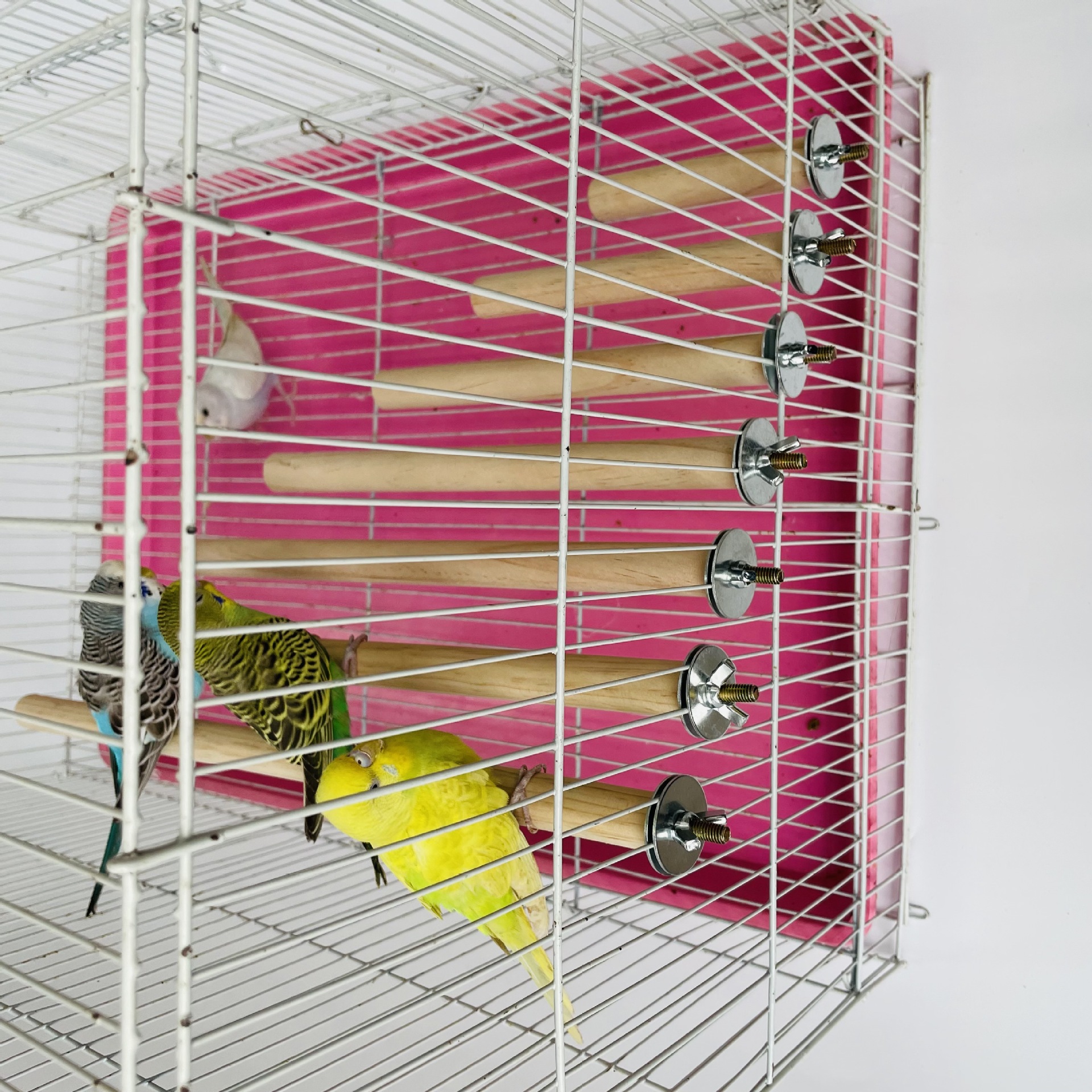 Parrot Pet Raw Standing Stick  - огляд і ціна Pet X Supplies & Tack